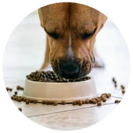 一只狗从一个小白碗里吃着干粮