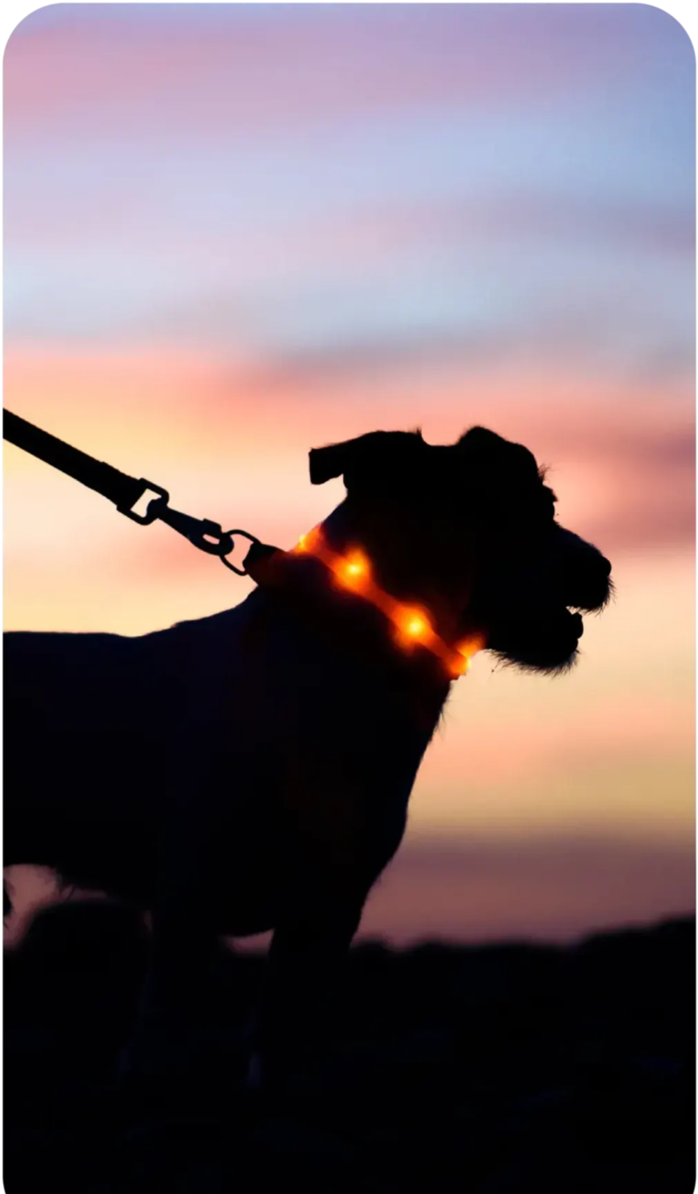 一只狗的影子，身后是美丽的夕阳，项圈被照亮了