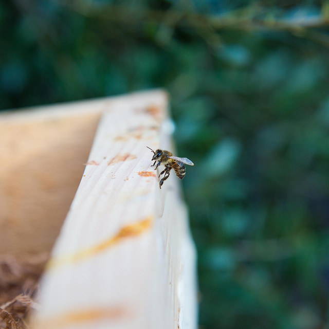 蜂房上的蜜蜂