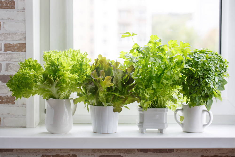 How To Grow An Indoor Garden