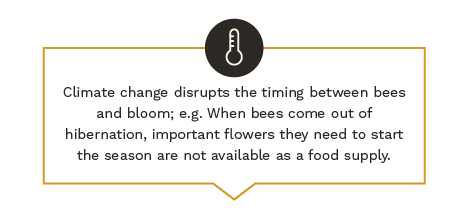 Climate change disrupts the timing between bees and bloom; e.g.当蜜蜂从冬眠中出来的时候, 它们在开季时需要的重要花朵不能作为食物供应. 