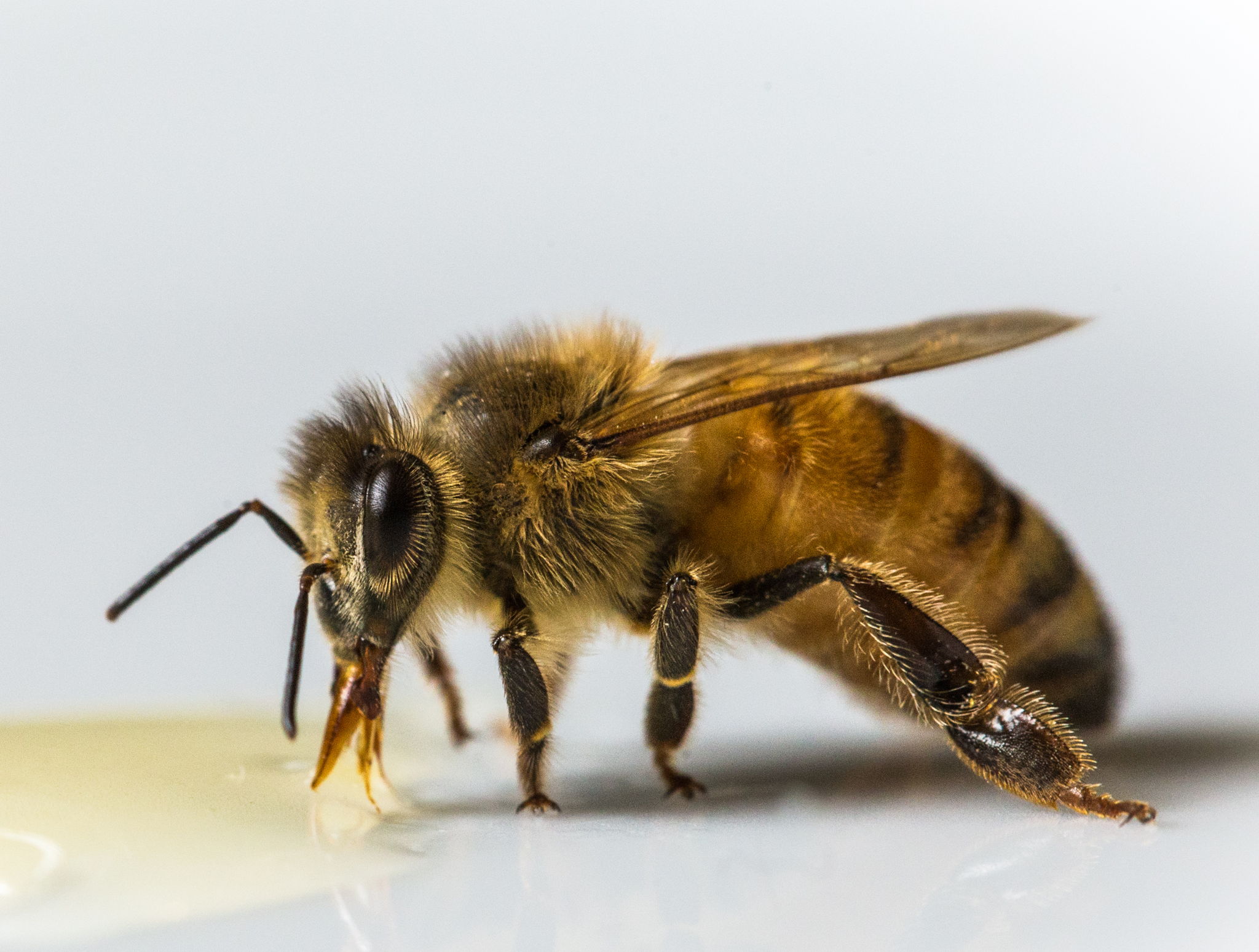 一个工人蜜蜂