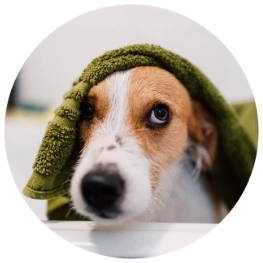 一只狗在浴缸里，用一条绿色的毛巾扑扇着头