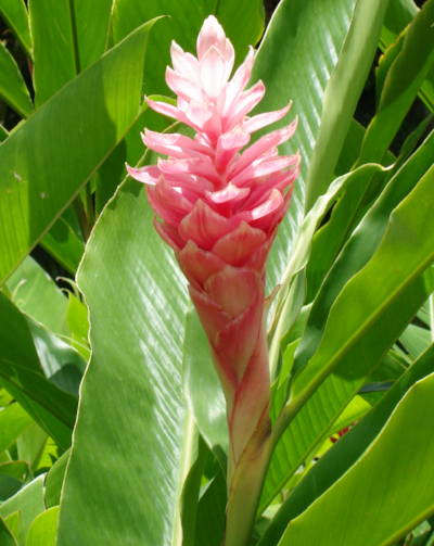 Cut Ginger Flower Care Going Bloom