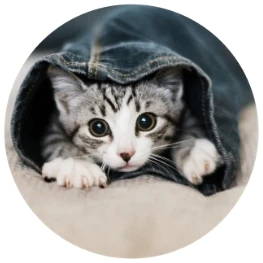 一只灰色的小猫咪从牛仔裤裤腿的洞里探出头来