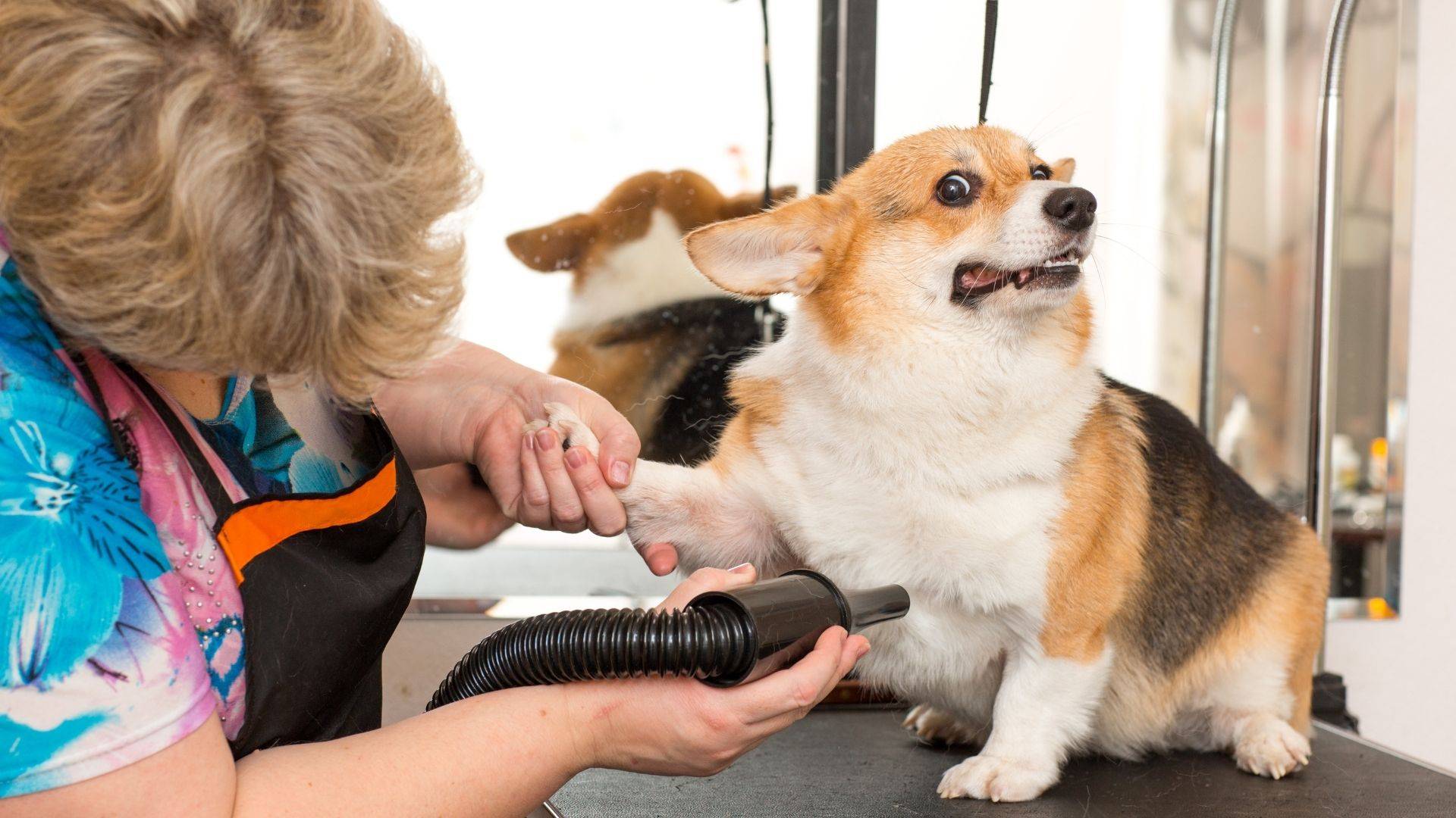 grooming for dogs