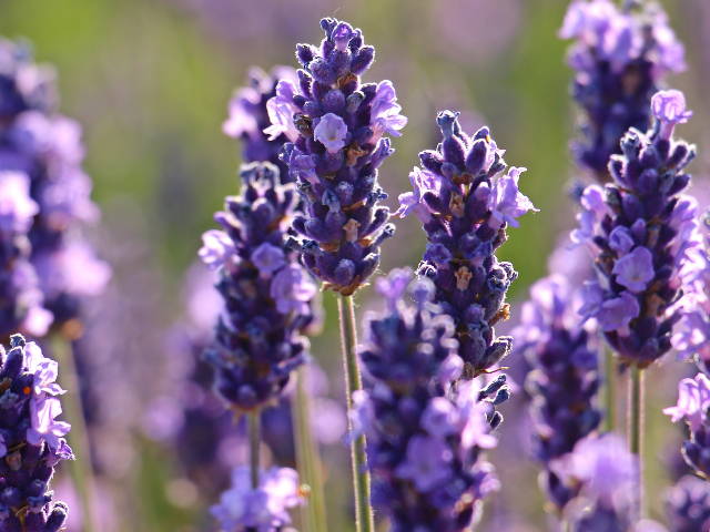 Close up of blooming lavender