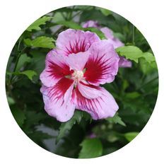 Up close bloom of Purple Pillar® Rose of Sharon