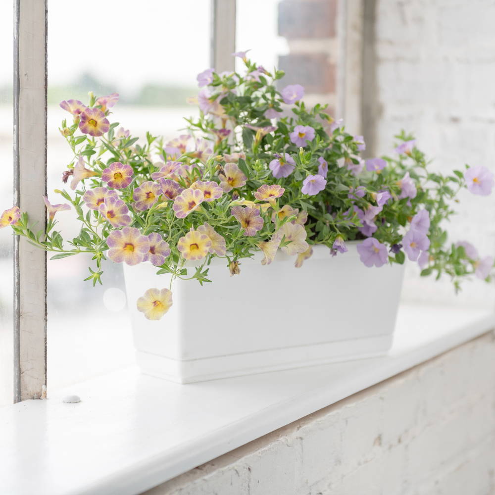 Flowers growing in a white windowsill planter
