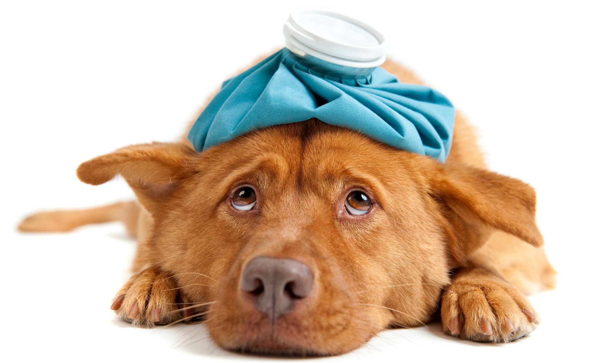 Signs your dog might be feeling sick 