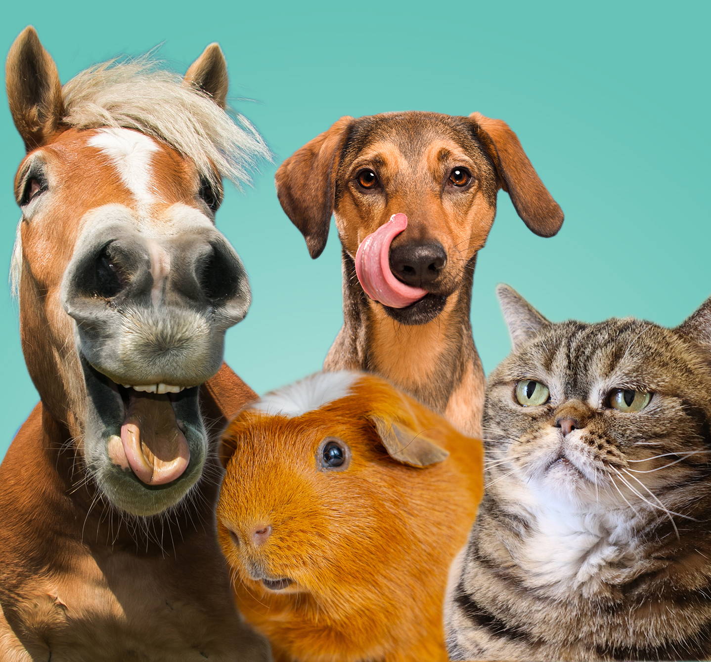 What is animal allergy? This dog licking its lips, grumpy cat, guinea pig and neighing horse can all cause allergic reactions