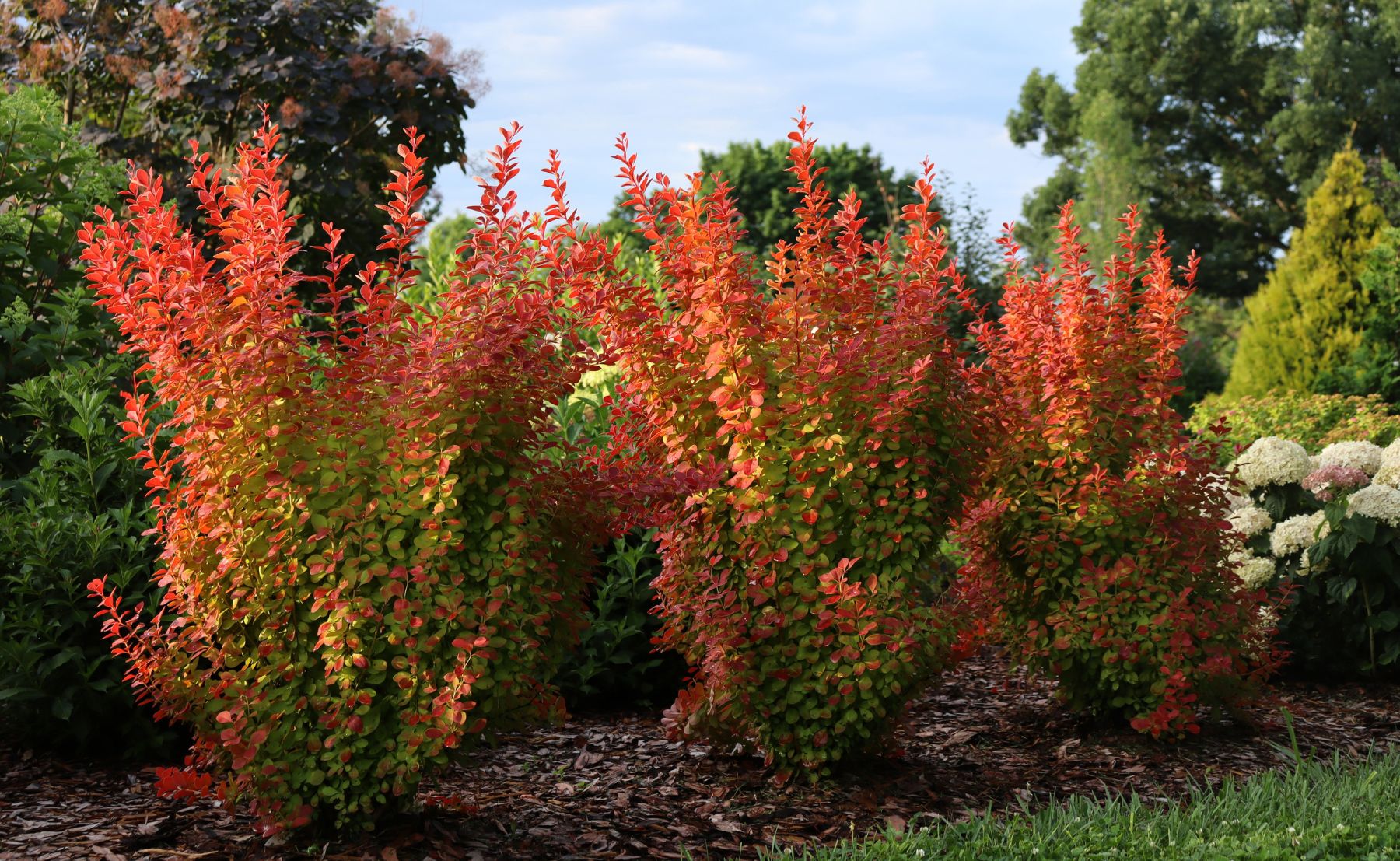 Outdoor scene of many Sunjoy Orange Pillar® Barberry planted with mulch