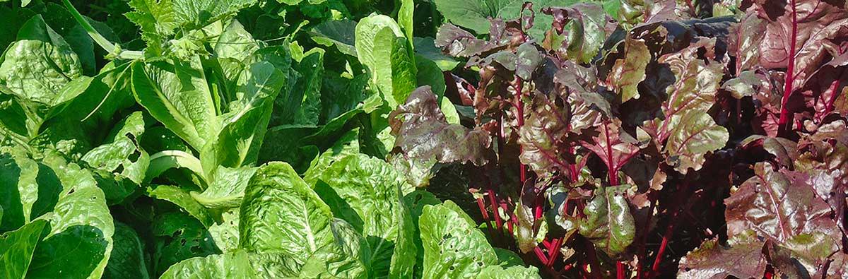 A close up of a variety of lettuces growing in a garden