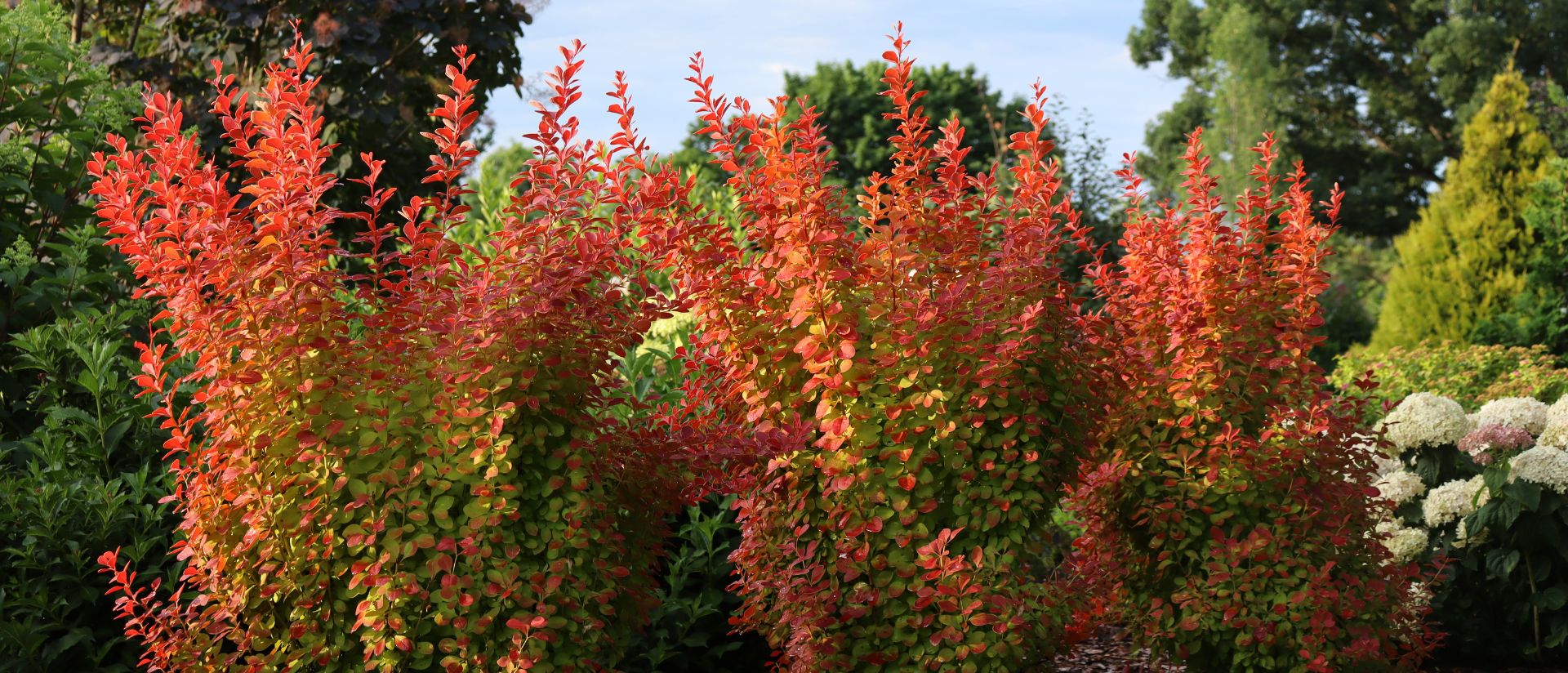 Outdoor scene of many Sunjoy Orange Pillar® Barberry planted with mulch