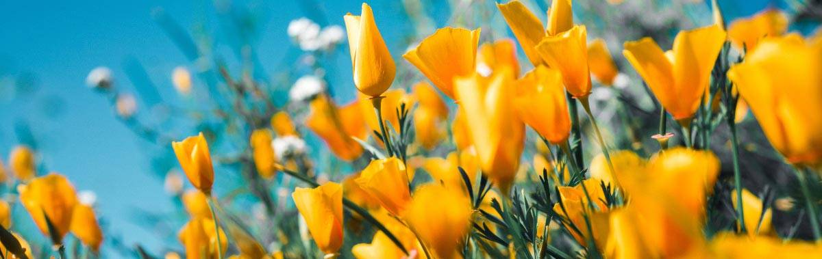 Close up of wildflowers