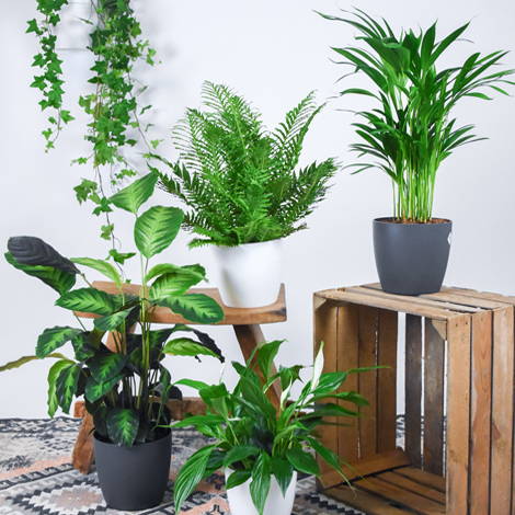 Vreemdeling Vruchtbaar hurken Plantensets die jouw kamer in één keer groen kleuren – Bakker.com