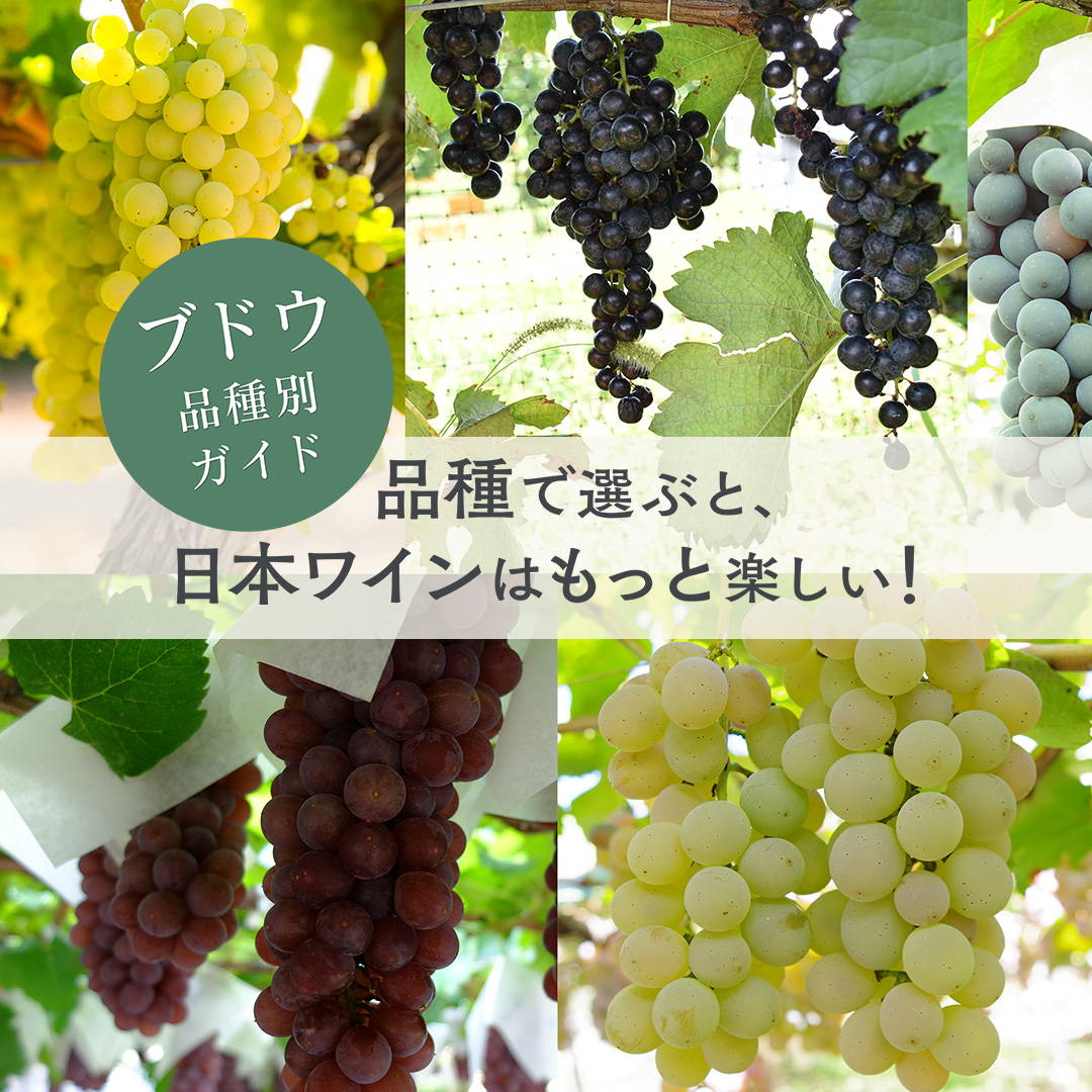 品種で選ぶと、日本ワインはもっと楽しいブドウ品種別ガイド　