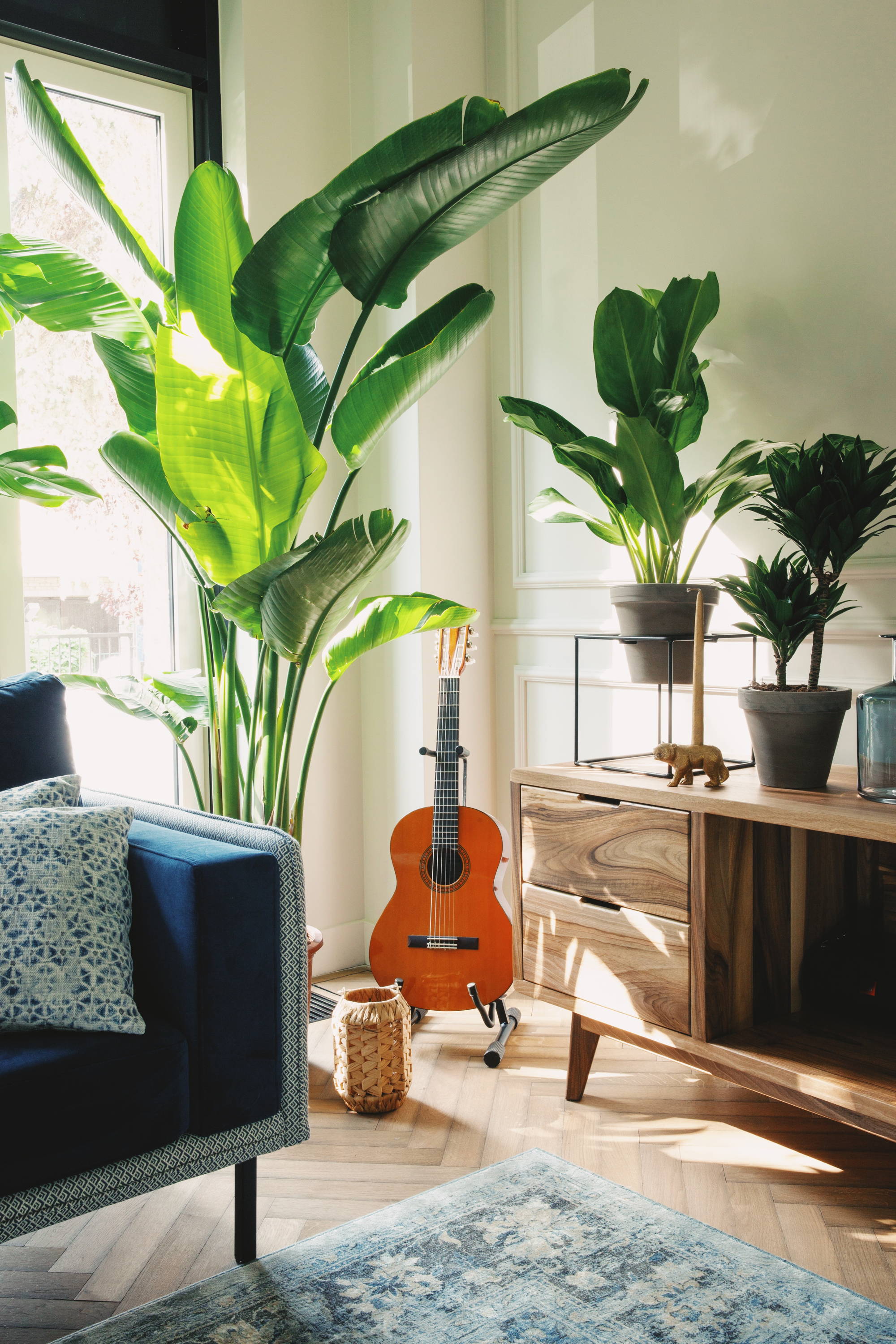 Roślina z dużymi zielonymi liśćmi obok gitary klasycznej i szafki z dwiema mniejszymi roślinami w salonie oświetlonym naturalnym światłem.