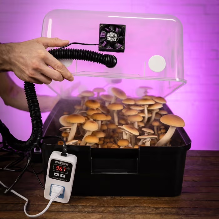 Hand holding a hose over a mushroom growing kit with temperature control.