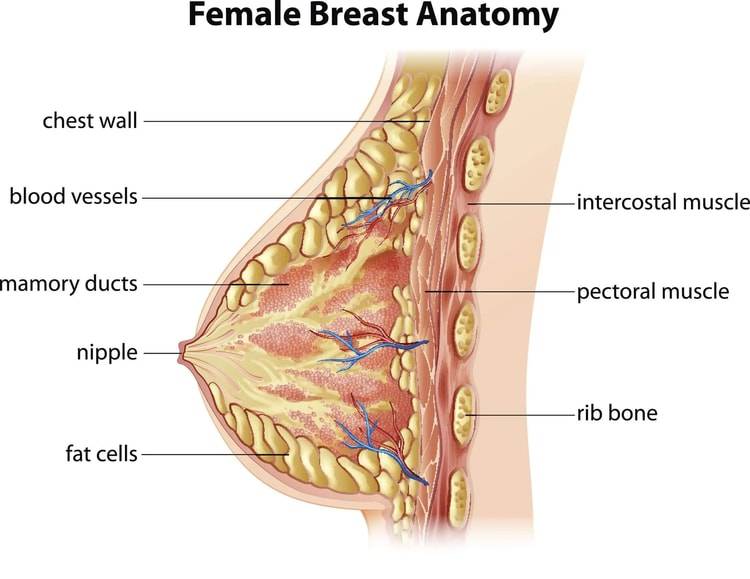 How Large Breasts Affect Female Athletes - Pure Posture