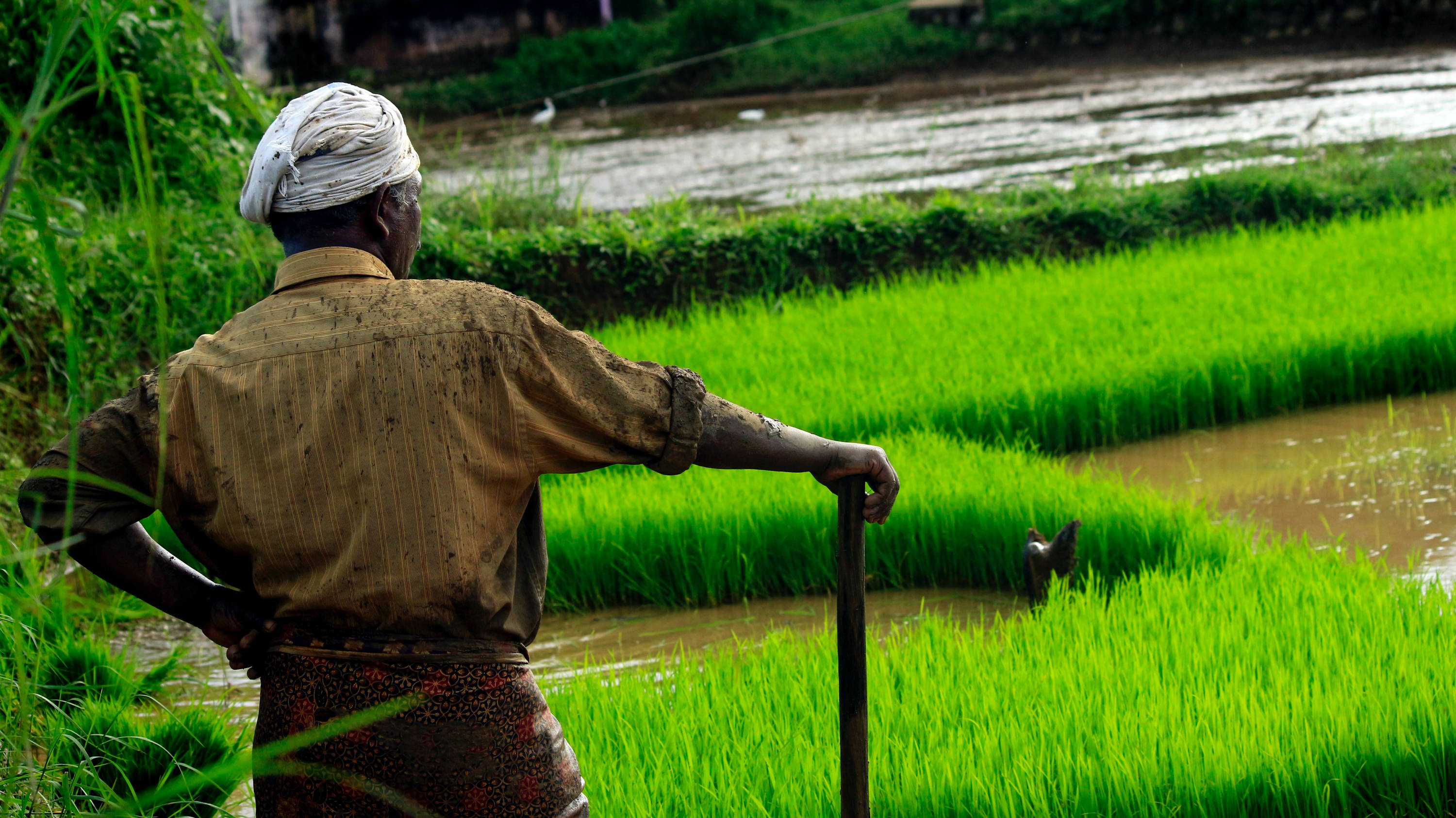 A man wearing a head wrap and muddy shirt stands next to a green field. Image by Nandhu Kumar. 