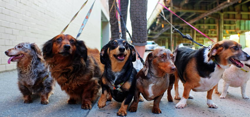 Image of a dog walker accompanied by many dogs.