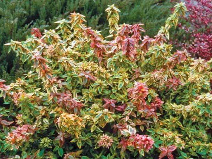 Abelia Abelia Varieties Plantingtree