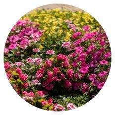 Photo of Proven Winners annuals planted in a garden