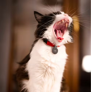A kitten with its mouth opening showing its teeth