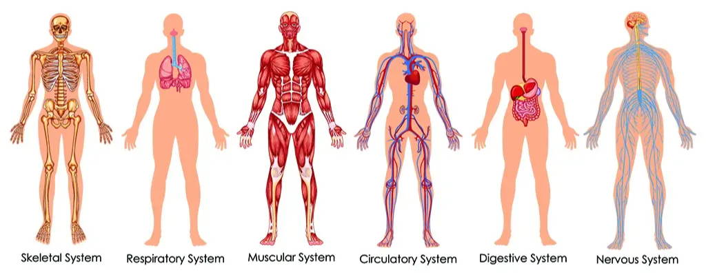 Different Systems Within Your Body