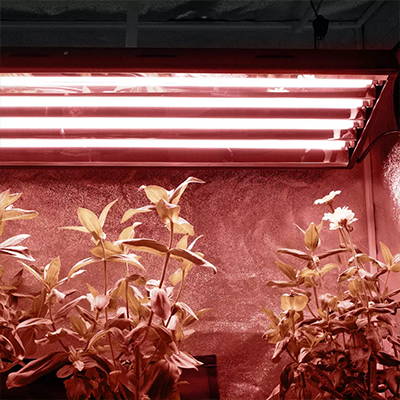 Upgraded T5 grow lights with extra red wavelengths.