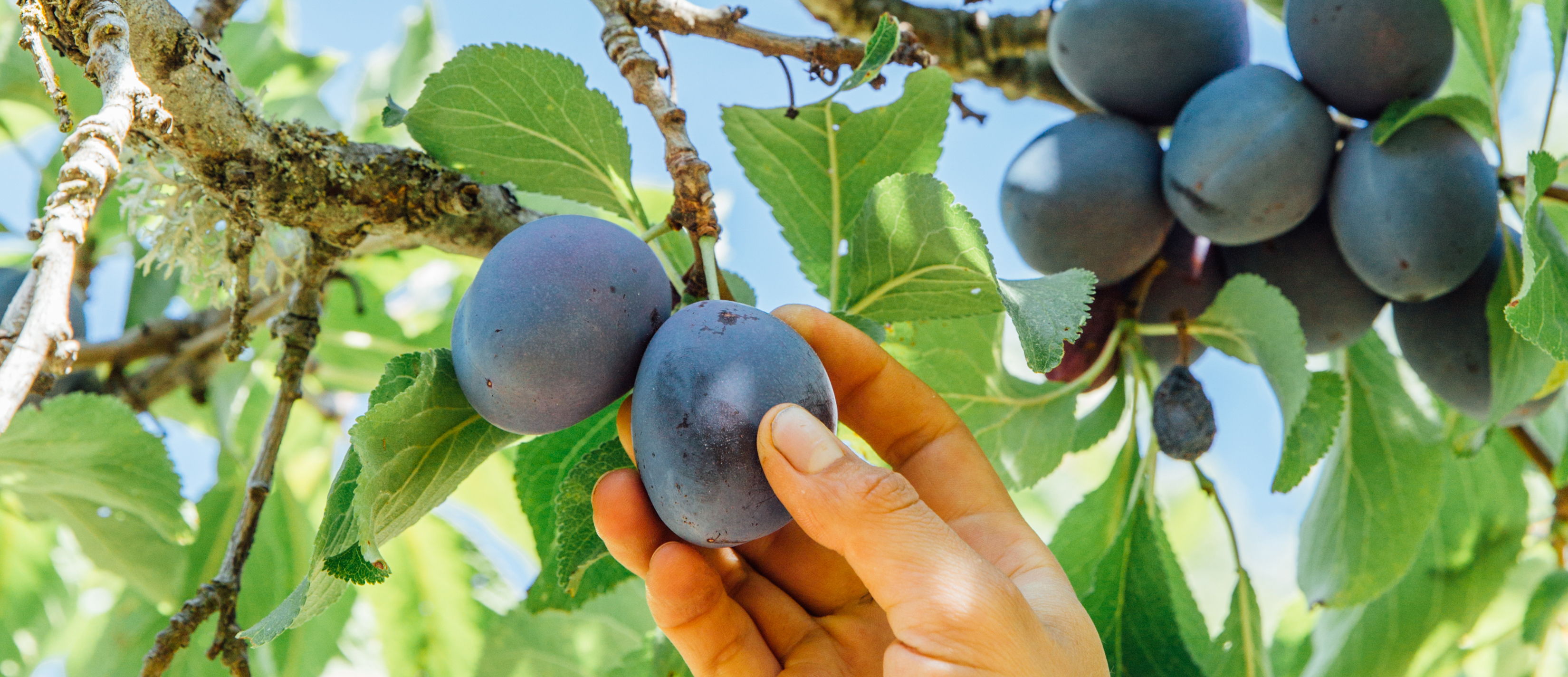 Italian plums on a century-old branch on Orcas Island.