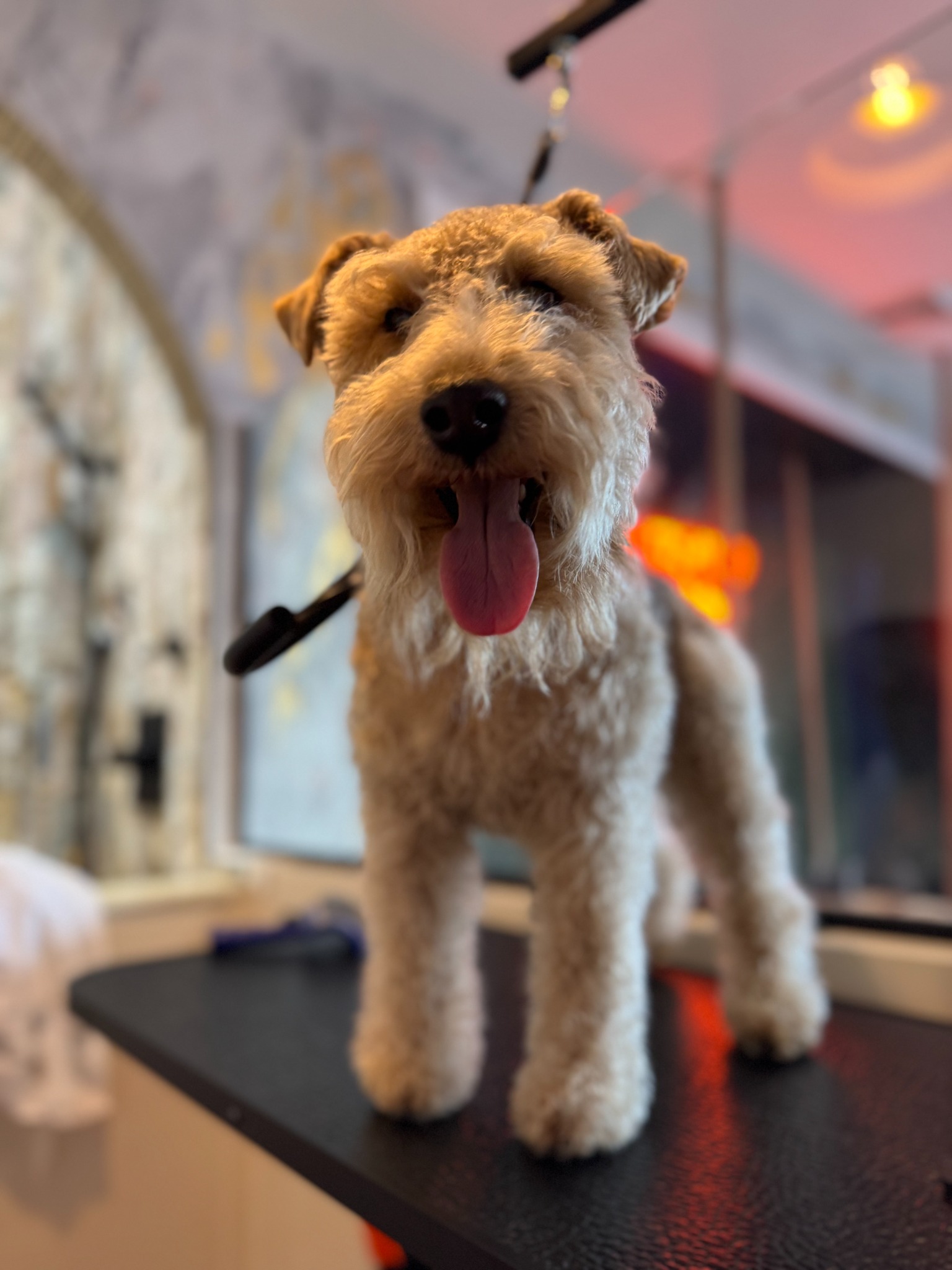 Smiling terrier after grooming at Treated Groom Spa