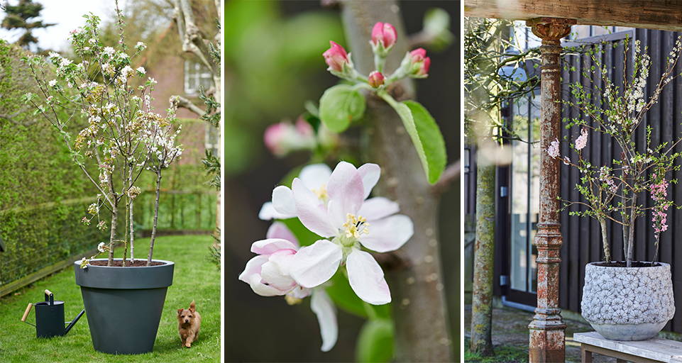 Tuinplant: Bloesembomen