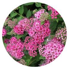 Up close photo of Double Play® Princess™ Spirea