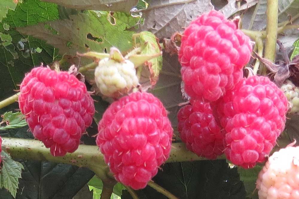 Raspberries on the Vine.  Photo by Peaceful Heritage Nursery