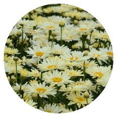 Photo of Amazing Daisies® 'Banana Cream II' Shasta Daisy