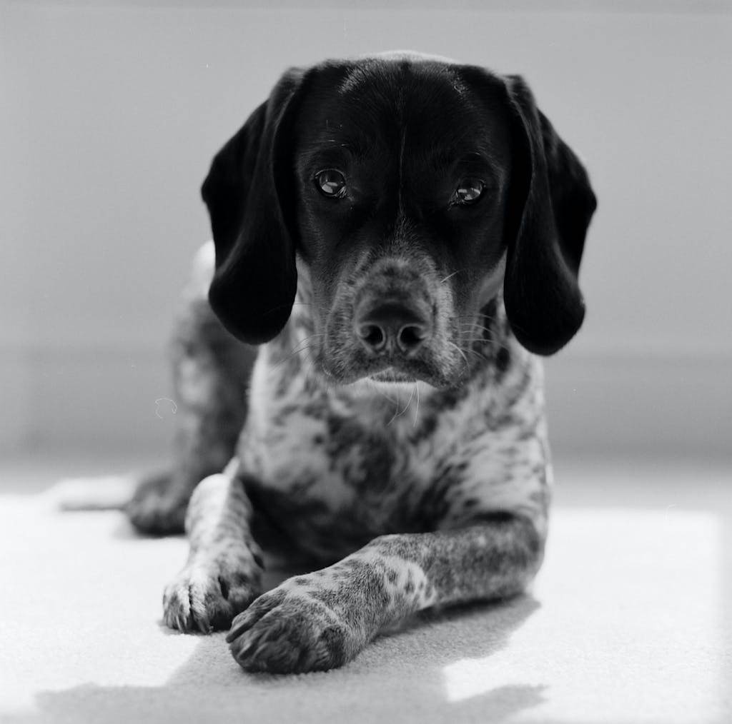 Ilford Pan F Review - Sample Image - Dog