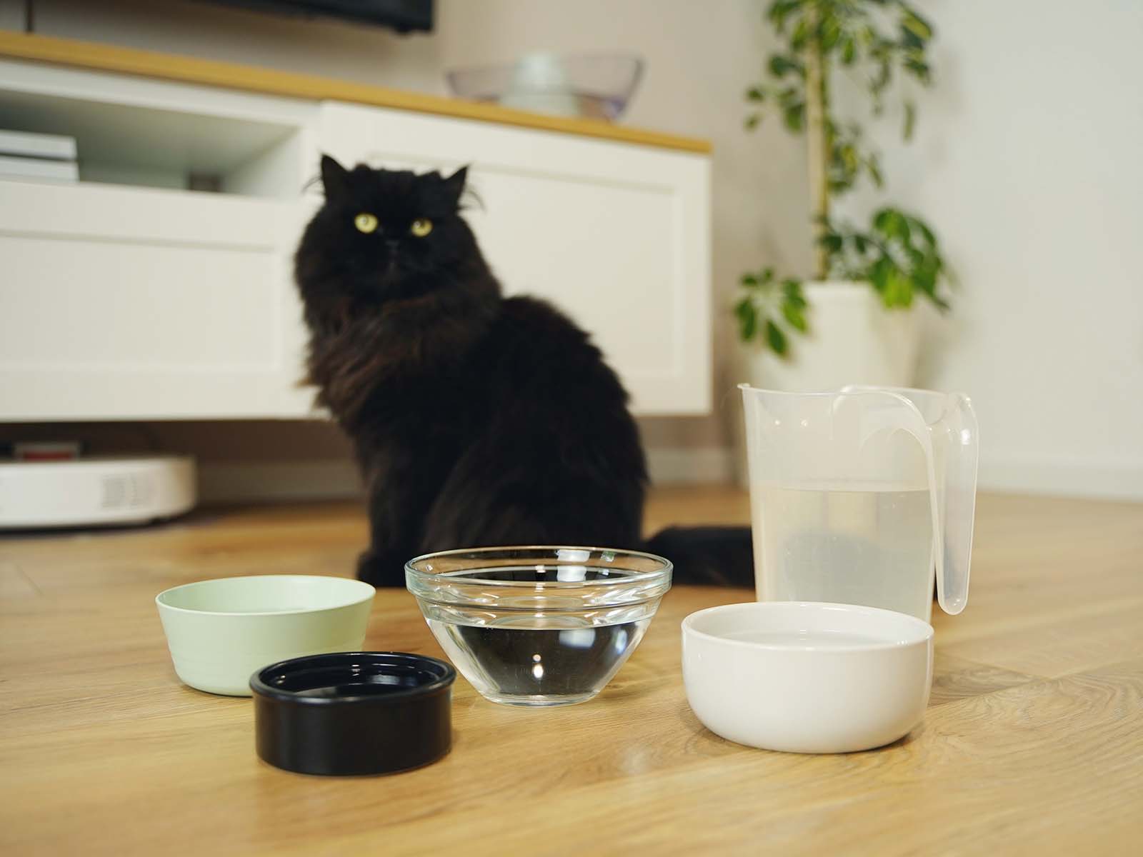 Katze mit verschiedenen Trinkgefäßen