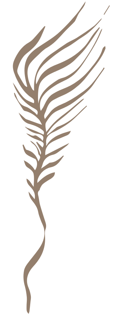 Pluma perfilada de color marrón