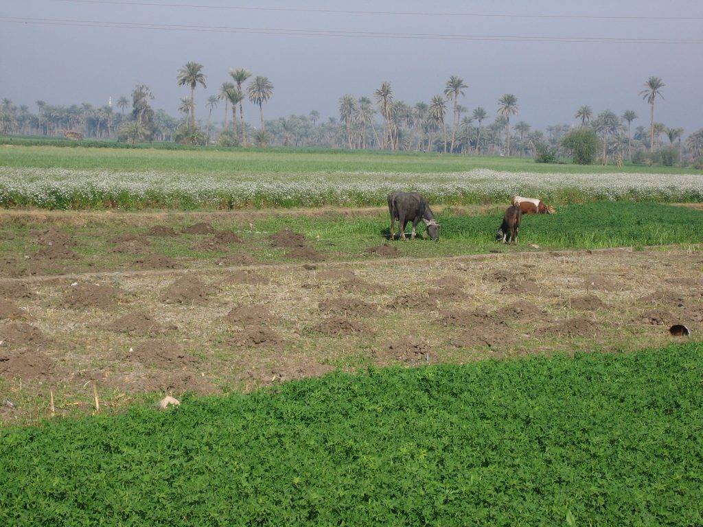 High Quality Organics Express Farmer in Field