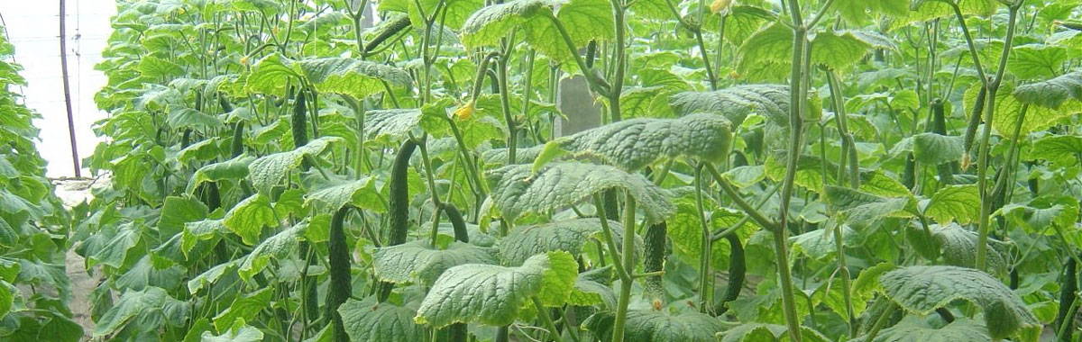 Cucumber Plants in a Chinese Greenhouse