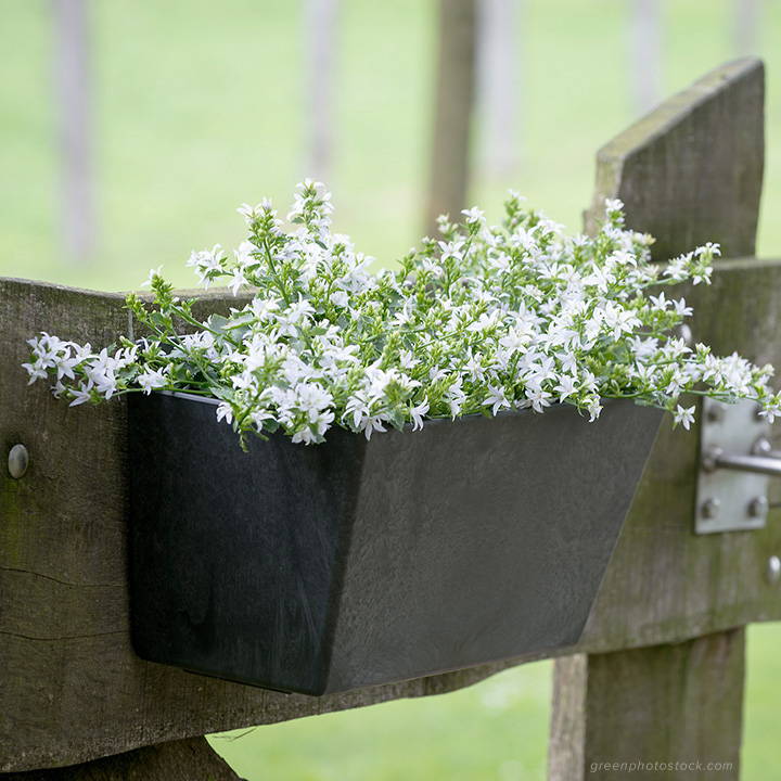 Black wall planter mounted to fence with white flowers growing in it