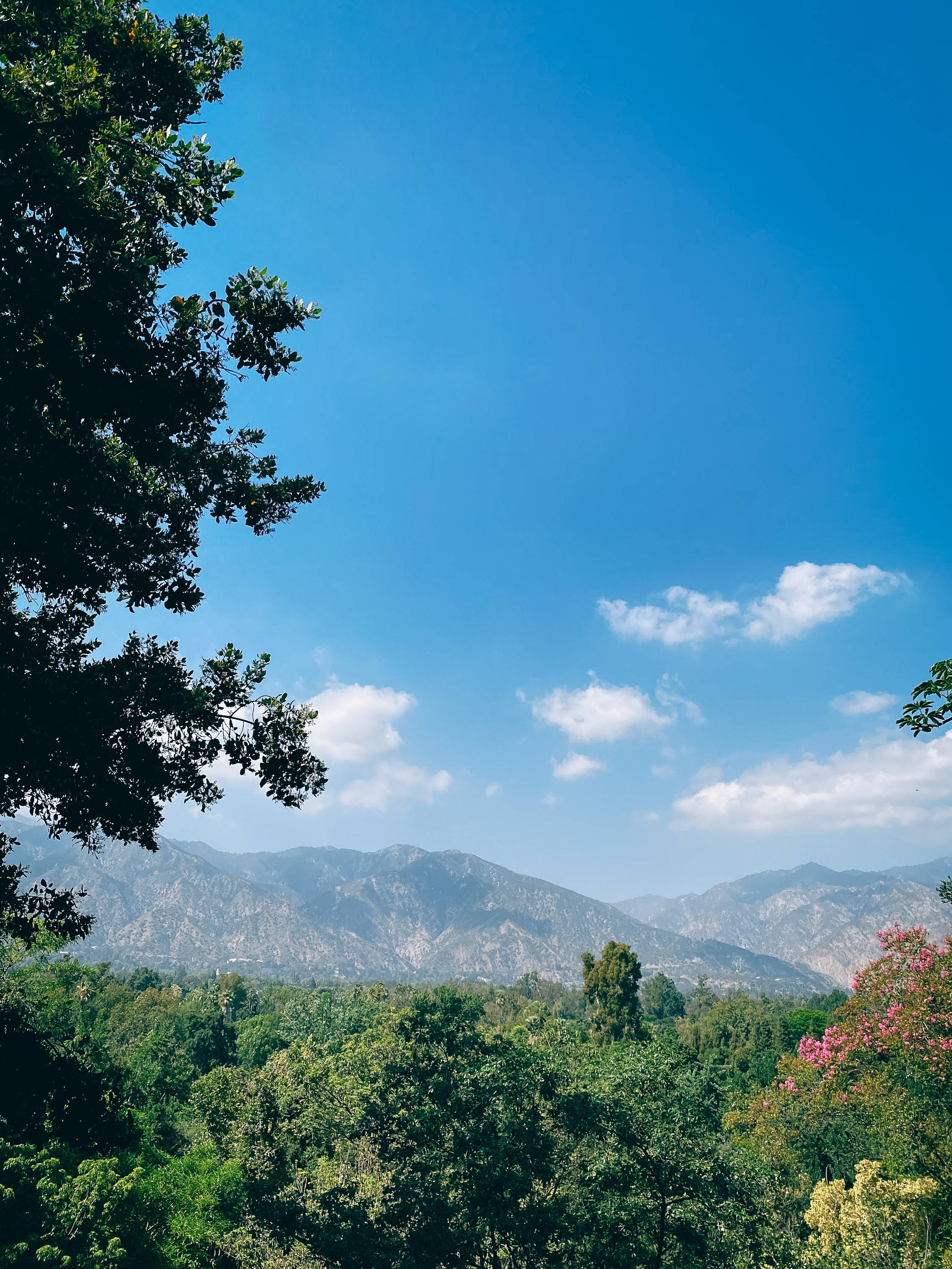 Patricia Vargas of Parima Studio goes to the LA Arboretum - Patterns in nature - View of the California mountains