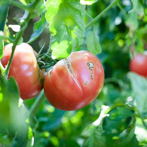 Split tomatoes