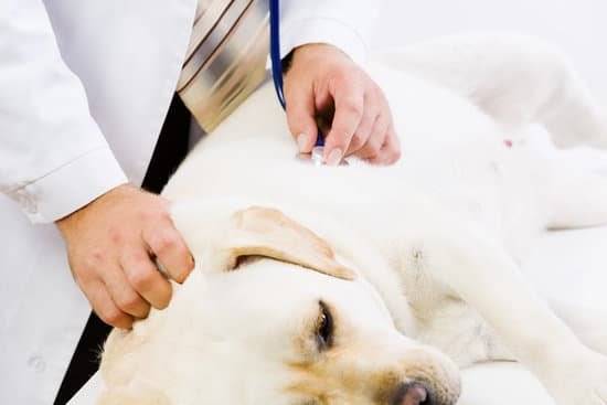 A yellow lab getting his lungs checked by a veterinarian 