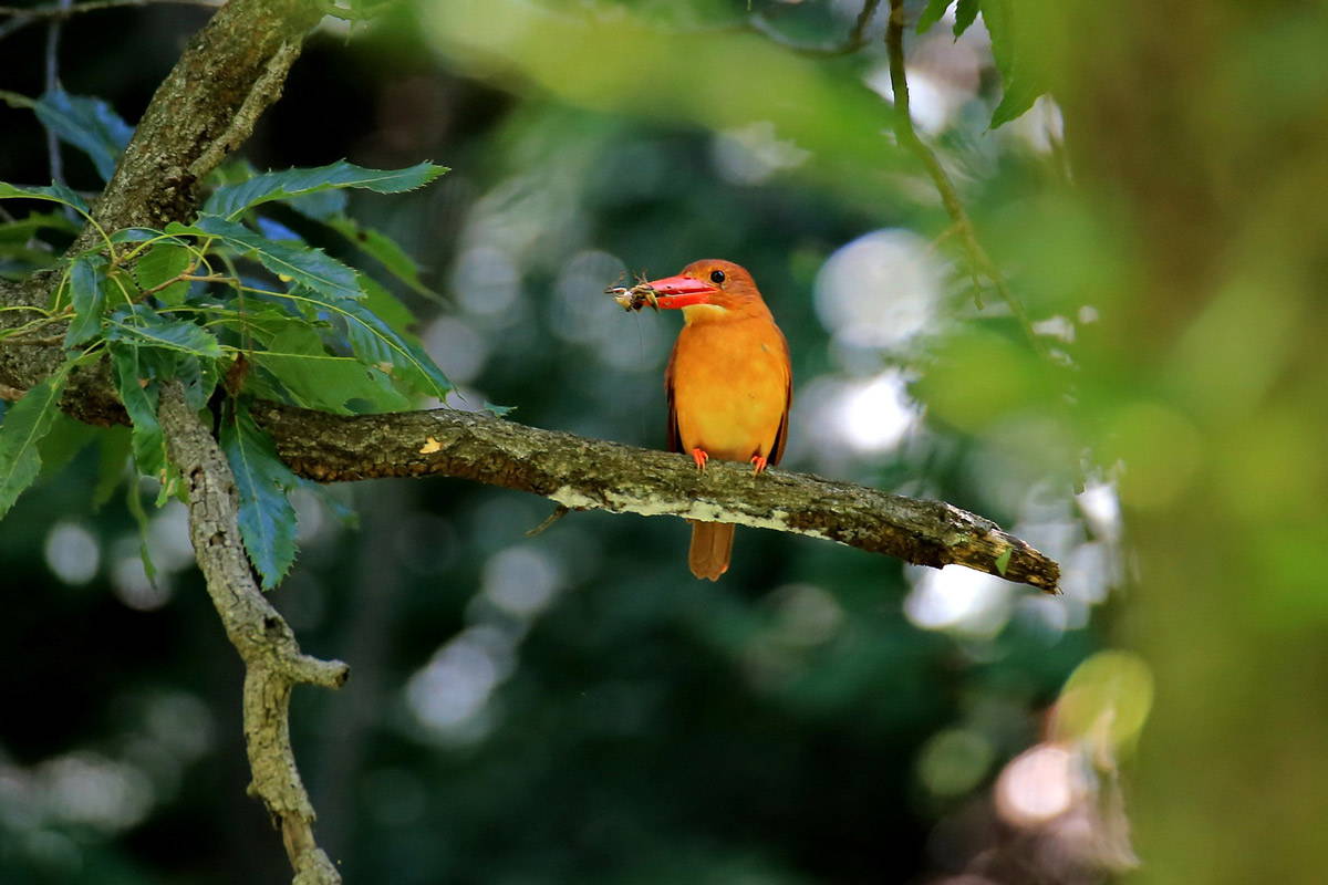 A Ruddy Kingfisher - an orange toned bird