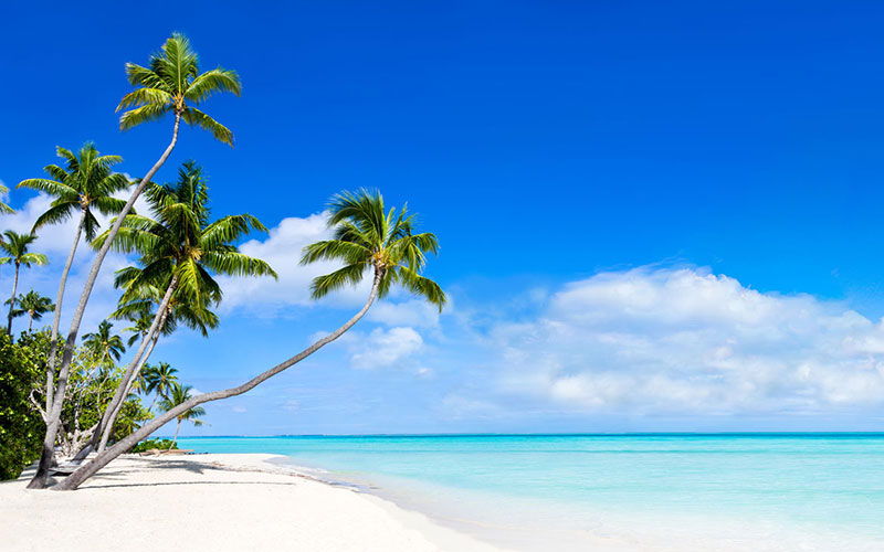 Caribbean beach with palm trees.