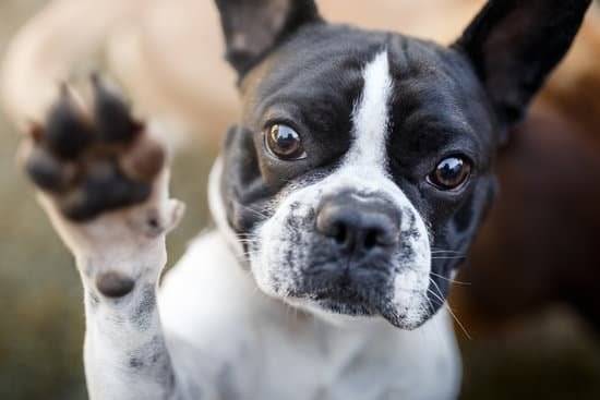 A black and white boston terrier showing his paw to the camera