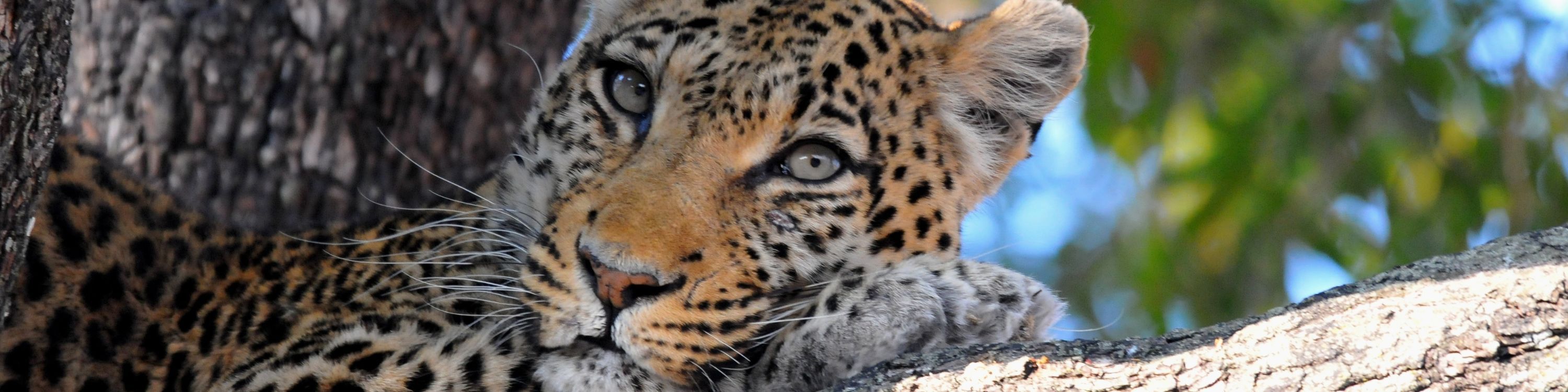 Leopard in Tree